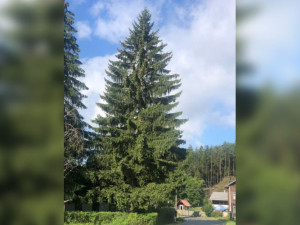 Vánoční strom pro Prahu měří pětadvacet metrů a má skoro šedesát let