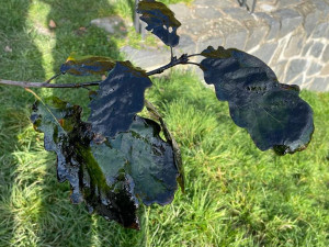 Do vodní nádrže někdo vyhodil sud s motorovým olejem. Zasahovali hasiči