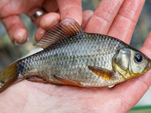 Pražská zoo vypustila do rybníku ve Vinoři desítky ohrožených ryb