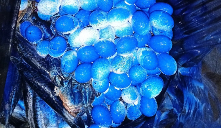 Vejce i ryby znehodnotili modrou barvou