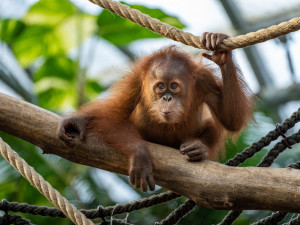 Orangutan Kawi slaví v pražské zoo druhé narozeniny