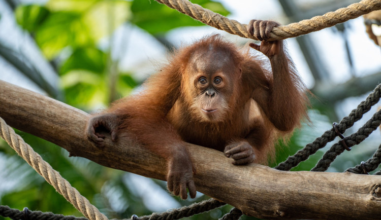 Kawi v pavilonu Indonéská džungle.