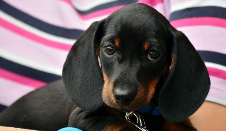 Muž chtěl na internetu koupit jezevčíka, přišel o sto tisíc