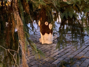 VIDEO: Na Staroměstském náměstí v Praze už stojí vánoční strom