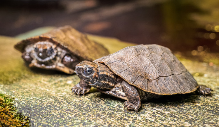 V pražské zoo se narodila mláďata želvy záhadné. Je to neprozkoumaný druh