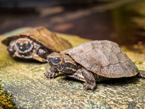 V pražské zoo se narodila mláďata želvy záhadné. Je to neprozkoumaný druh