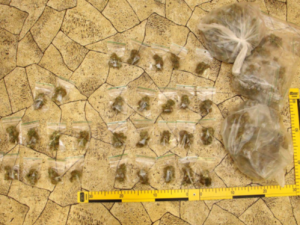 V Praze zatkli tři dealery drog. Za prodej marihuany jim hrozí až deset let vězení