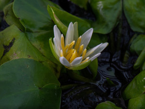 V pražské botanické zahradě vystavují nejvzácnější leknín světa. Je to nejmenší druh