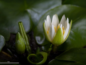 V pražské botanické zahradě vystavují nejvzácnější leknín světa. Je to nejmenší druh