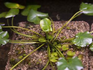 V pražské botanické zahradě vystavují nejvzácnější leknín světa. Je to nejmenší druh