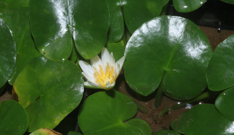 Leknín vykvétá ráno a zavírá se odpoledne.