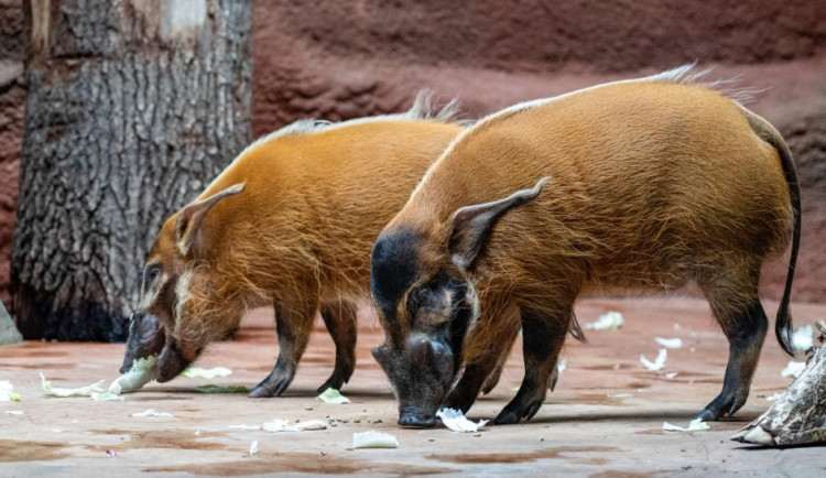 Štětkouni afričtí