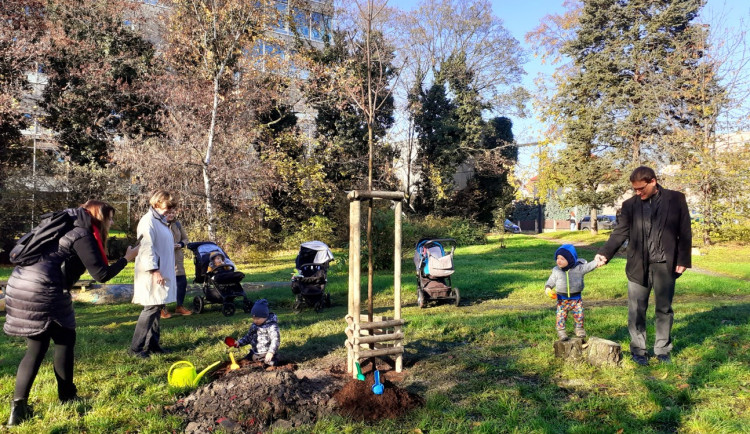Praha 10 vysadila stromy za narozené děti. Dřeviny mohou nést jejich jména