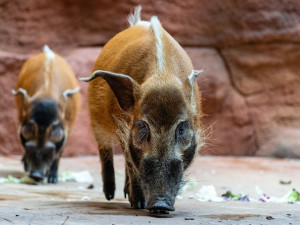 Pražská zoo představila zvířecí sirotky, lidé je mohou adoptovat a finančně podpořit