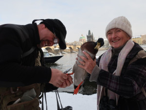 Experti sčítali zimující vodní ptáky v centru Prahy, ošetřili i vážně zraněnou labuť