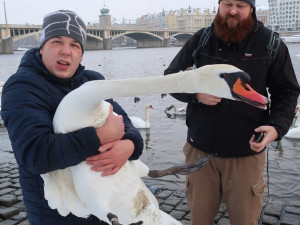 Experti sčítali zimující vodní ptáky v centru Prahy, ošetřili i vážně zraněnou labuť