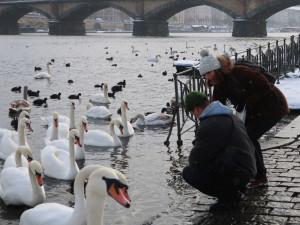 Experti sčítali zimující vodní ptáky v centru Prahy, ošetřili i vážně zraněnou labuť