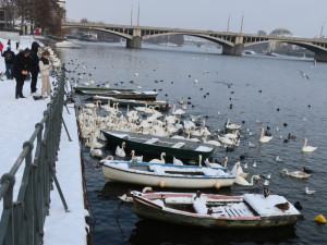 Experti sčítali zimující vodní ptáky v centru Prahy, ošetřili i vážně zraněnou labuť