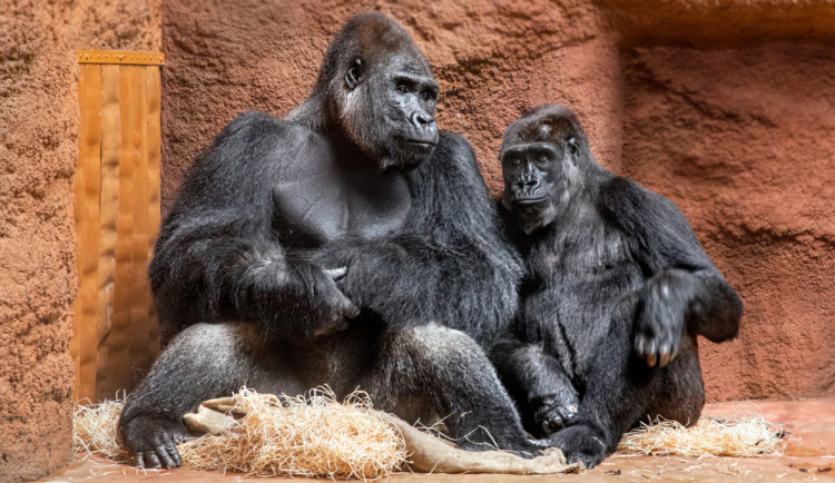 Nové gorily v Rezervaci Dja Kisumu a Duni