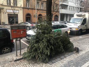 Za vánoční strom vyhozený na ulici hrozí pokuta až dvacet tisíc korun. Kam s ním?