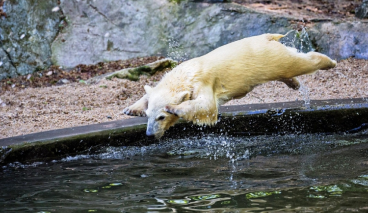 Brněnská zoo se přibližuje nevidomým. Informace o zvířatech jim přečte telefon