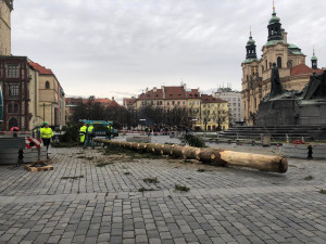 VIDEO: Pražský vánoční strom šel k zemi. Budou z něj