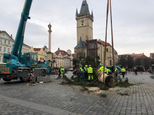 VIDEO: Pražský vánoční strom šel k zemi. Budou z něj