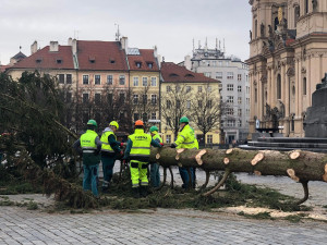 VIDEO: Pražský vánoční strom šel k zemi. Budou z něj
