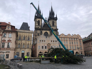 VIDEO: Pražský vánoční strom šel k zemi. Budou z něj