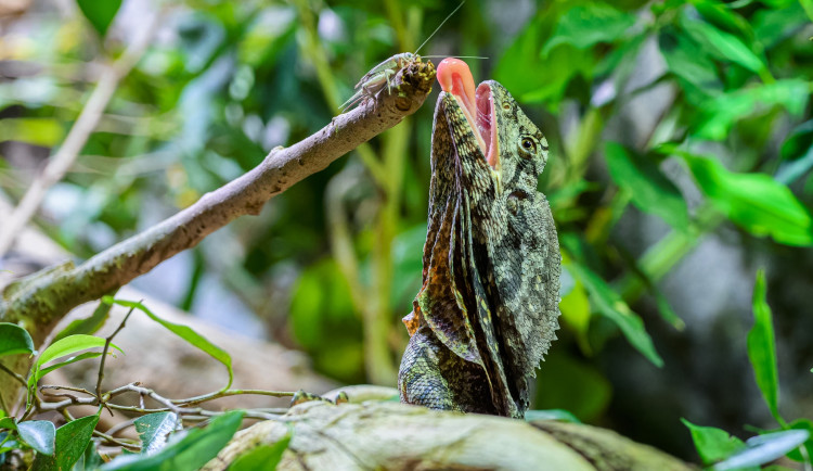 Agamy mají rády cvrčky.