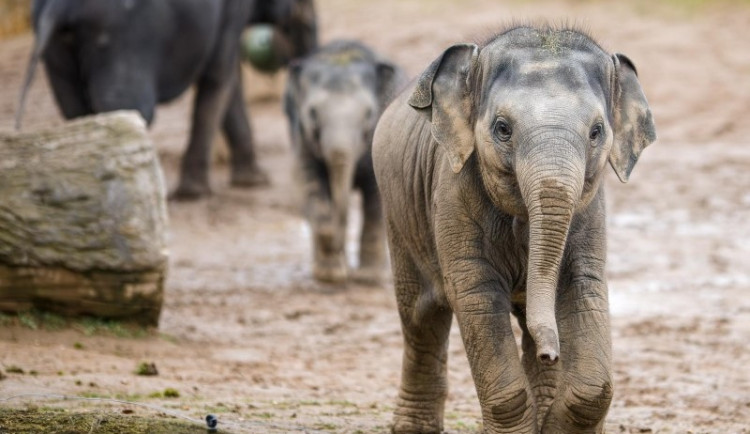 V pražské zoo zemřelo nejmladší slůně. Amalee podlehla slonímu herpesu