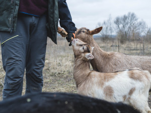 (NE)OBYČEJNÍ: Vojta pase kozy v Praze. Pomoci nám může každý, říká
