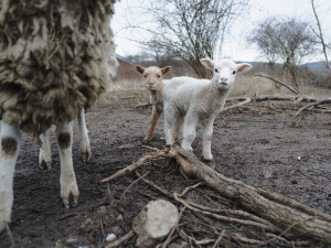 (NE)OBYČEJNÍ: Vojta pase kozy v Praze. Pomoci nám může každý, říká