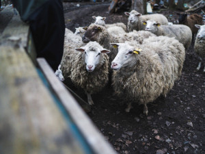 (NE)OBYČEJNÍ: Vojta pase kozy v Praze. Pomoci nám může každý, říká