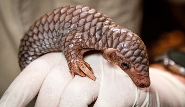 Mládě luskouna z pražské zoo