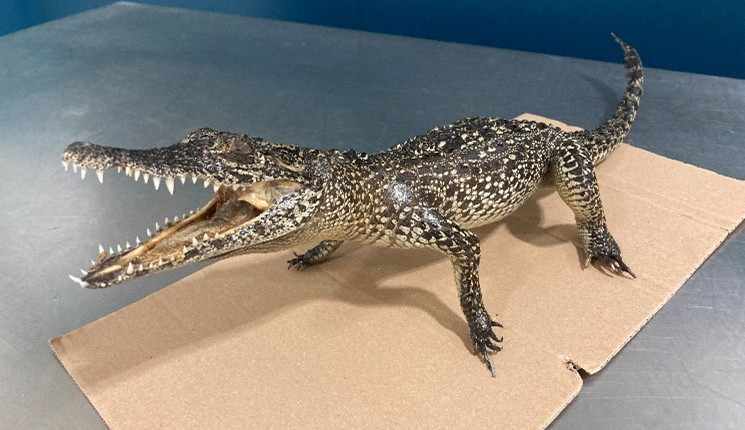 Vycpaný krokodýl kubánský.