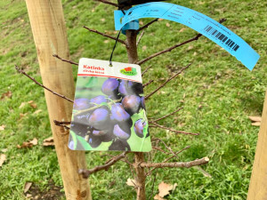 Na Vítkově jde k zemi přes sedmdesát stromů. Na jaře má začít revitalizace