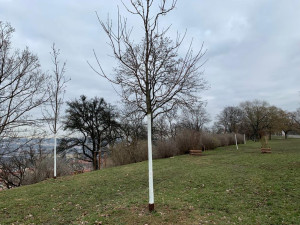 Na Vítkově jde k zemi přes sedmdesát stromů. Na jaře má začít revitalizace