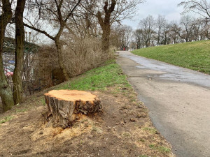 Na Vítkově jde k zemi přes sedmdesát stromů. Na jaře má začít revitalizace