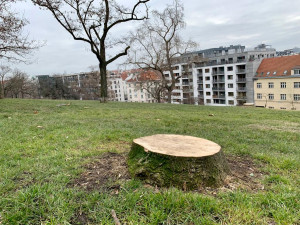 Na Vítkově jde k zemi přes sedmdesát stromů. Na jaře má začít revitalizace