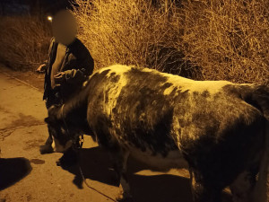 Pasák venčil krávu na pražském sídlišti. Když uklízel kravince, nadával strážníkům