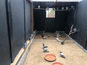 Pražskou stanici pro zraněná zvířata se přestěhovali. V provizorních podmínkách bude rok a půl