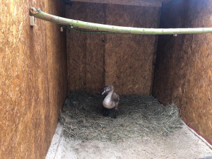 Pražskou stanici pro zraněná zvířata se přestěhovali. V provizorních podmínkách bude rok a půl