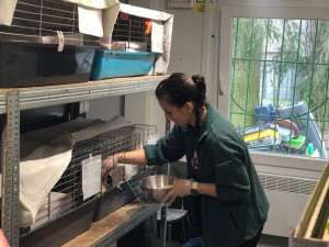 Pražskou stanici pro zraněná zvířata se přestěhovali. V provizorních podmínkách bude rok a půl