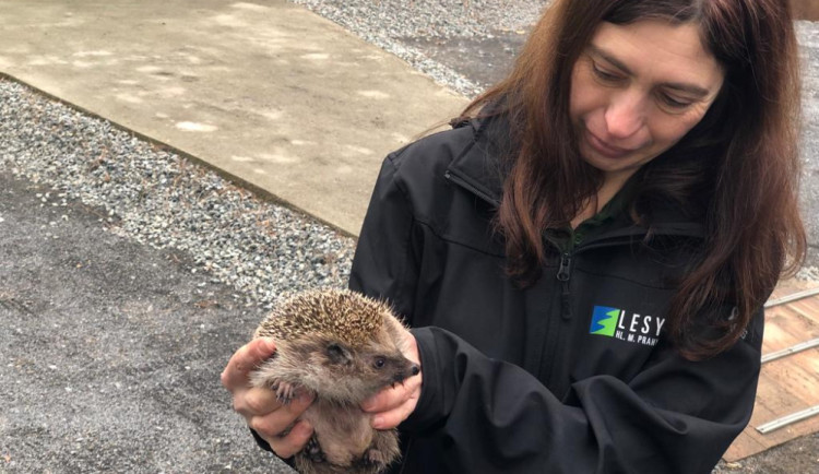 Na stanici je teď nejvíc ježků