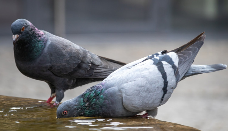Ve Vyškově nasadili do boje proti holubům pyrotechniku