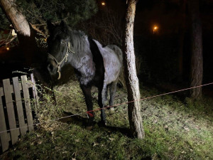 U dětského hřiště v Praze našli lidé koně. Někdo ho ukradl z ohrady