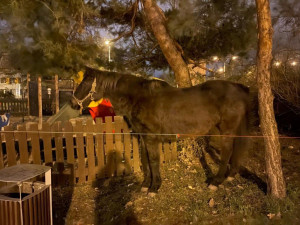 U dětského hřiště v Praze našli lidé koně. Někdo ho ukradl z ohrady