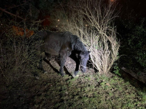 U dětského hřiště v Praze našli lidé koně. Někdo ho ukradl z ohrady