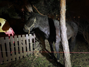 U dětského hřiště v Praze našli lidé koně. Někdo ho ukradl z ohrady